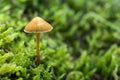 Mushrooms growing in the forest between moss and lichens Royalty Free Stock Photo