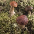 Mushrooms growing in the forest moss. Three white mushroom Royalty Free Stock Photo