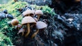 Mushrooms growing in a forest