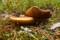 Mushrooms growing in the fotest Royalty Free Stock Photo