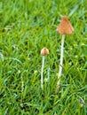 Mushrooms growing on the lawn Royalty Free Stock Photo