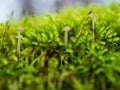 Mushrooms growing on moss macro close up