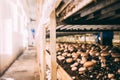 Mushrooms Portobello and champignons factory