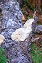 Mushrooms growing on old pine tree stump in forest Royalty Free Stock Photo