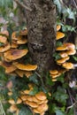 Mushrooms Growing Organically Out From Side Of Tree