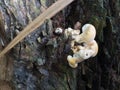 Mushrooms growing out of an old tree trunk in a wild Royalty Free Stock Photo