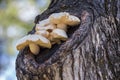 Mushrooms growing out of a tree Royalty Free Stock Photo