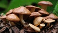 Mushrooms growing on a pile of leaves