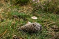 Mushrooms growing from a pine cone. Pine cone with two growing mushrooms lays in the grass in the field. Royalty Free Stock Photo