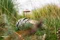 Mushrooms growing from a pine cone. Pine cone with two growing mushrooms lays in the grass in the field. Royalty Free Stock Photo