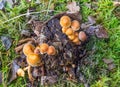 Mushrooms growing on a rotting tree stem in Borger