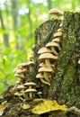 Mushrooms are growing on a stump in the forest