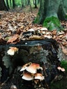 Mushrooms growing on a stump in a forest setting Royalty Free Stock Photo