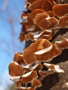 Mushrooms Growing on a Tree