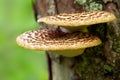 Mushrooms Growing On Tree Royalty Free Stock Photo