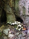 White small mushrooms growing around tree base Royalty Free Stock Photo