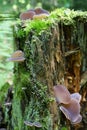 Mushrooms growing on a tree stump