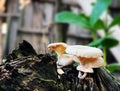 Mushrooms growing on a tree stump in the rainforest close up with blurs backgrounds