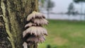 Mushrooms growing on tree trunks Royalty Free Stock Photo