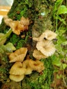 mushrooms growing on tree trunks Royalty Free Stock Photo