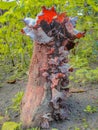 Mushrooms growing on tree trunks Royalty Free Stock Photo