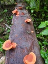 Mushrooms growing on tree trunks