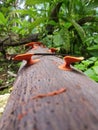 Mushrooms growing on tree trunks