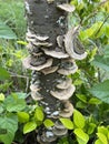 Mushrooms growing on tree trunks after rain Royalty Free Stock Photo