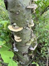 Mushrooms growing on tree trunks after rain Royalty Free Stock Photo