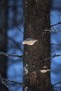 Mushrooms growing on a tree in winter