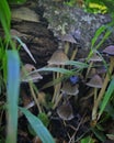 mushrooms growing from under a fallen tree in the forest