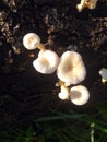 Beautiful white mushrooms growing wild on trunk