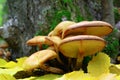 Mushrooms growing in the woods among the fallen leaves Royalty Free Stock Photo