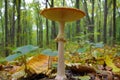 Mushrooms growing in the woods among the fallen leaves Royalty Free Stock Photo