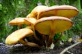 Mushrooms growing in the woods among the fallen leaves Royalty Free Stock Photo