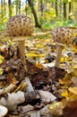 Mushrooms growing in the woods among the fallen leaves. Royalty Free Stock Photo