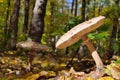 Mushrooms growing in the woods among the fallen leaves. Royalty Free Stock Photo