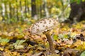 Mushrooms growing in the woods among the fallen leaves. Autumn mushrooms and plants in the forest. Amanita rubescens Royalty Free Stock Photo