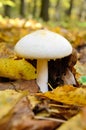 Mushrooms growing in the woods among the fallen leaves. Royalty Free Stock Photo