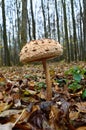 Mushrooms growing in the woods among the fallen leaves. Autumn mushrooms and plants in the forest. Amanita rubescens Royalty Free Stock Photo