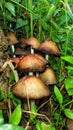 Mushrooms  Grown In Green Grass