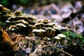 Mushrooms, Hallucinogen, Blur Effect, Seasonal Ingredients, Forest Ground, Poison