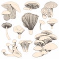 Mushrooms. Hand drawing. A set of vector illustrations for design and decoration Royalty Free Stock Photo