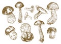 Mushrooms, hand drawn illustration.