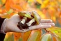 Mushrooms in a hand Royalty Free Stock Photo