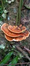 Mushrooms with a hard texture grow on dry tree trunks