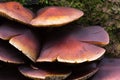 Mushrooms hats of chestnut brittlestem growing in the forest Royalty Free Stock Photo