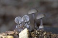 Mycena leptocephala, commonly known as the nitrous bonnet, is a species of fungus in the family Mycenaceae. Royalty Free Stock Photo