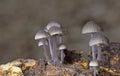 Mycena leptocephala (Mycena metata)commonly known as the nitrous bonnet is a species of fungus in the family Mycenaceae Royalty Free Stock Photo