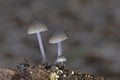 Mycena leptocephala (Mycena metata)commonly known as the nitrous bonnet is a species of fungus in the family Mycenaceae Royalty Free Stock Photo
